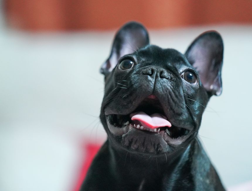 Front view of a French bulldog showing its short, flat muzzle
