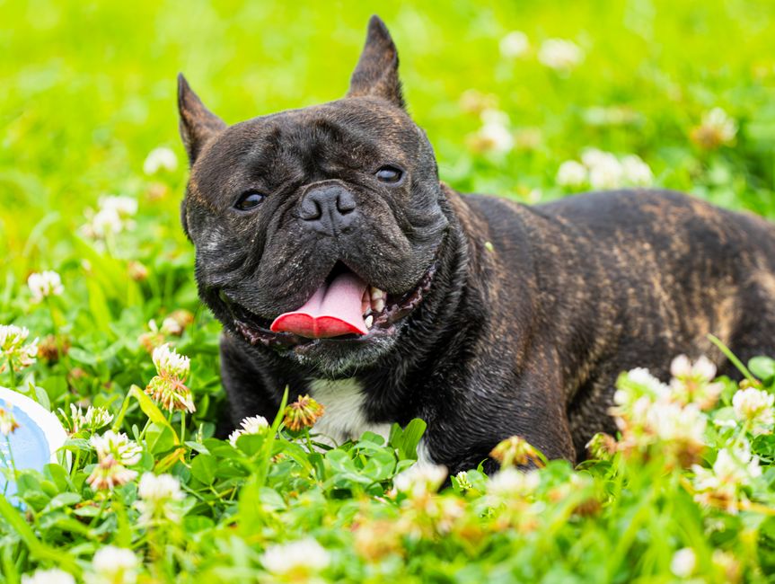 Brindle French bulldog panting while lying in warm grass