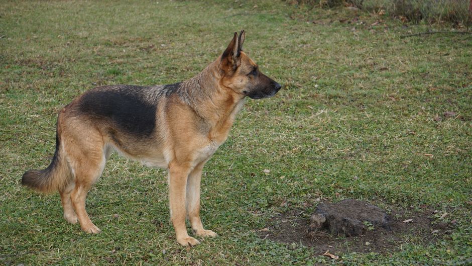 German shepherd standing in profile showing its dense double coat
