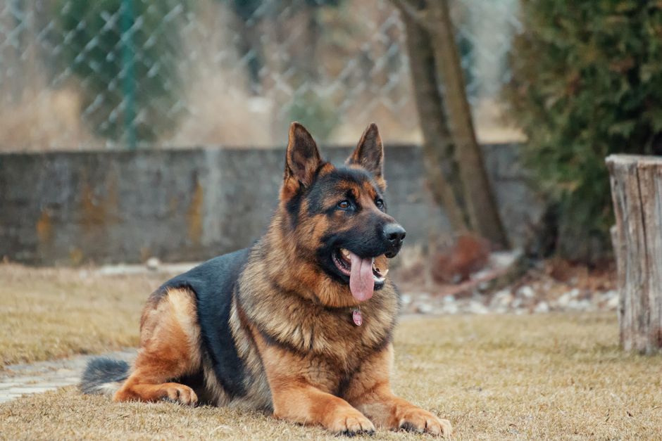 Black-and-tan German shepherd lying on grass and panting