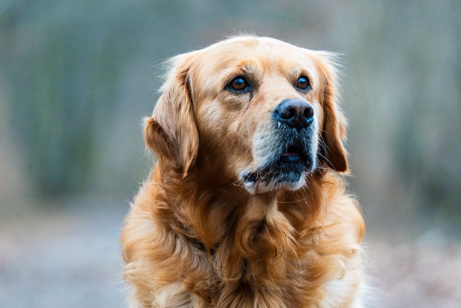 Close-up of a golden retriever showing its dense chest and neck fur