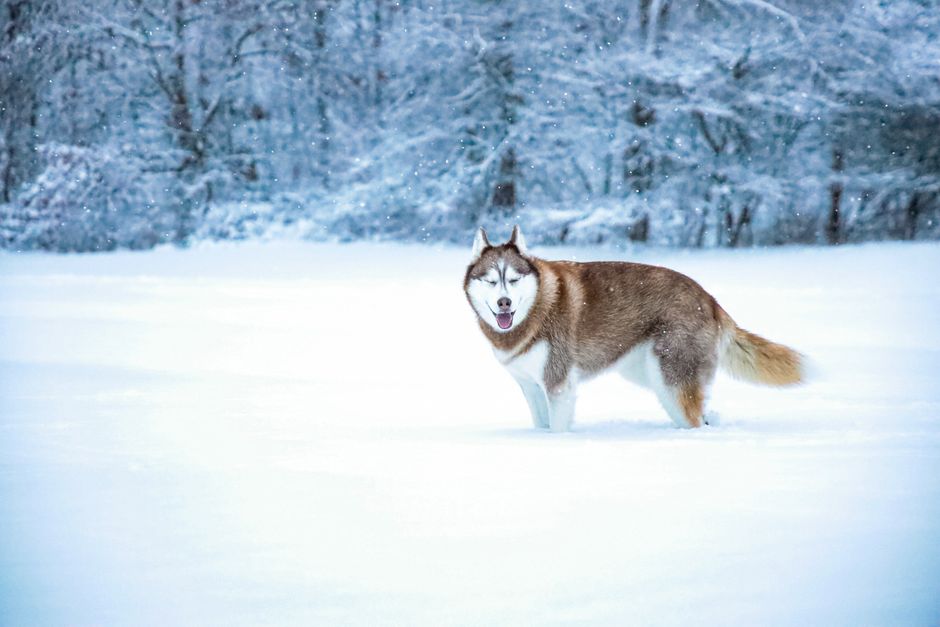 Siberian husky standing in snow showing its thick double coat