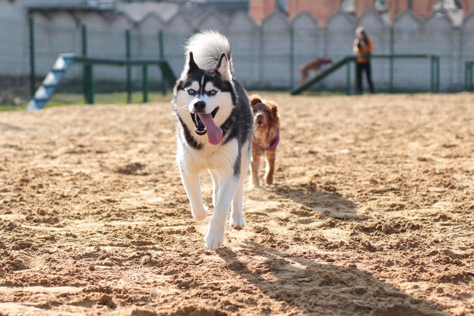Siberian husky panting with its tongue out after running