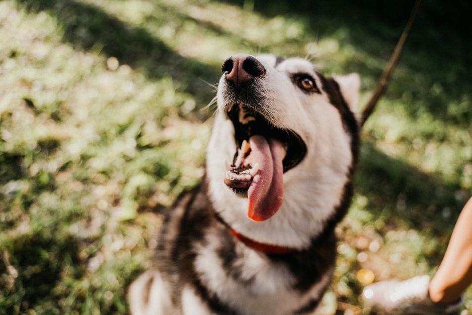 Siberian husky panting with tongue out on a warm sunny day
