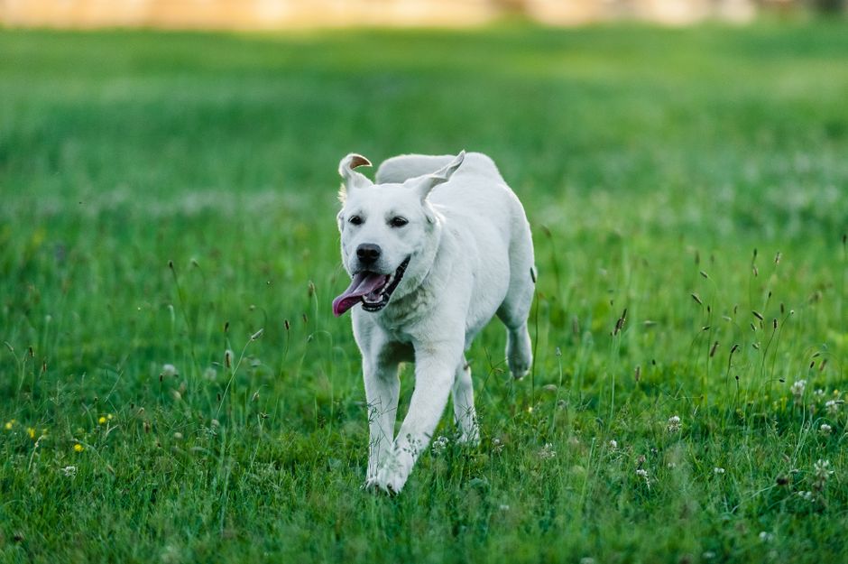 Yellow Labrador retriever running through grass with its tongue out