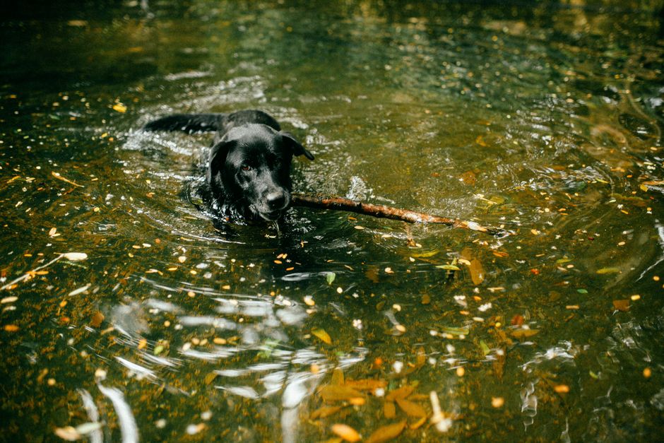 Black Labrador retriever swimming in water while fetching a stick