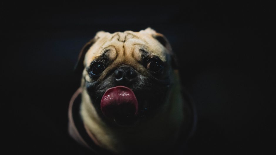 Close-up front view of a pug showing its flat, wrinkled face