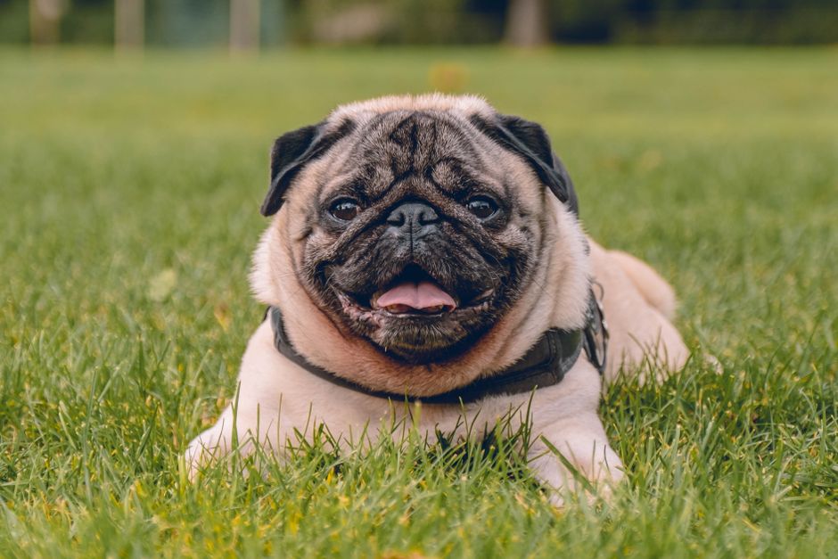 Fawn pug lying on green grass with its tongue out