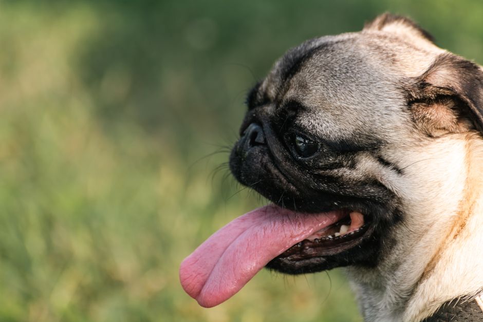 Fawn pug panting hard with its tongue fully out
