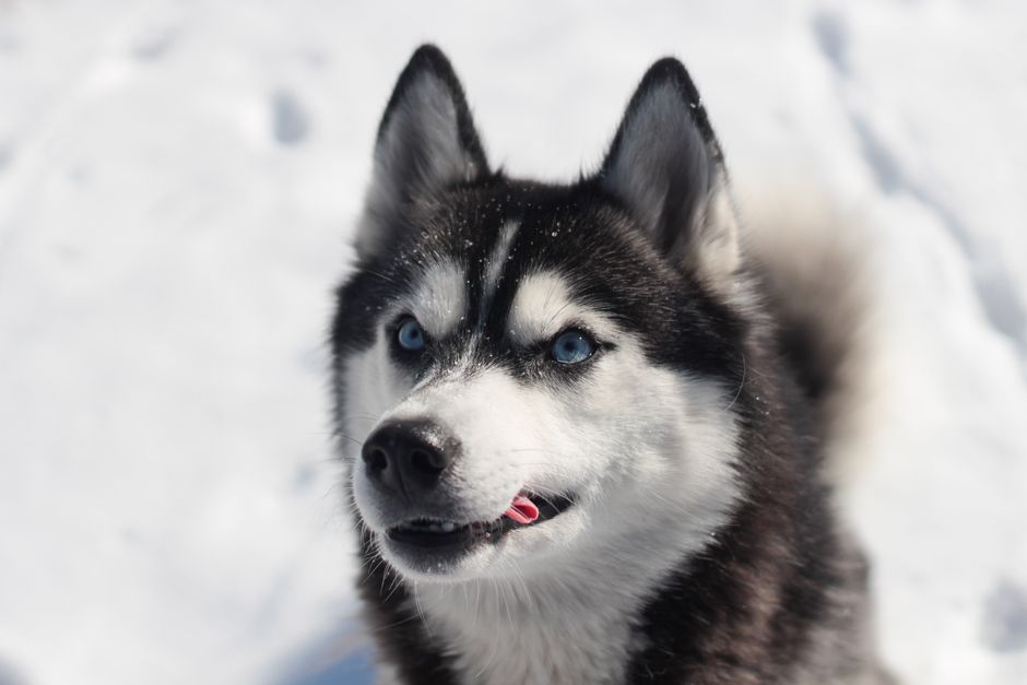 Black and white Siberian husky in snow starting to vocalize